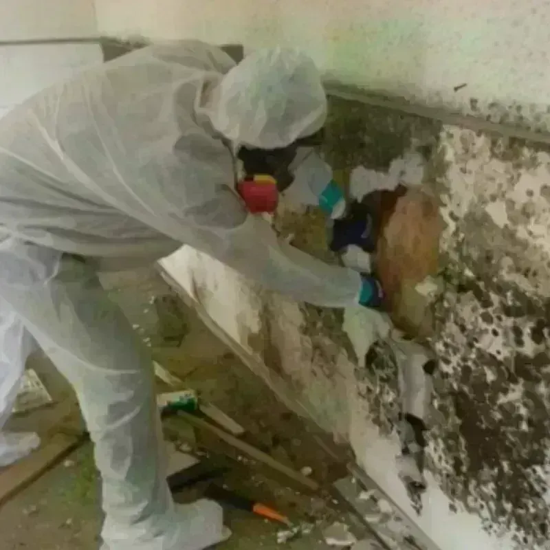 Mold Remediation and Removal in Toppenish, WA